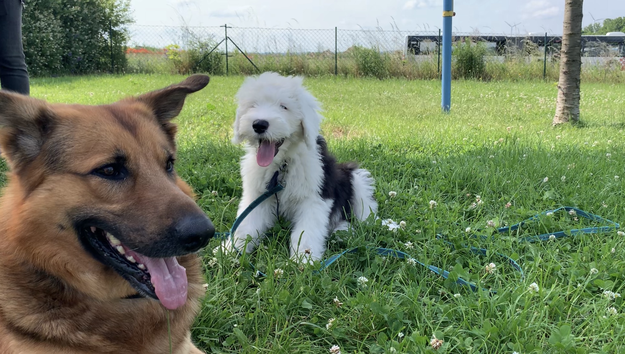 Welpe und Pedro