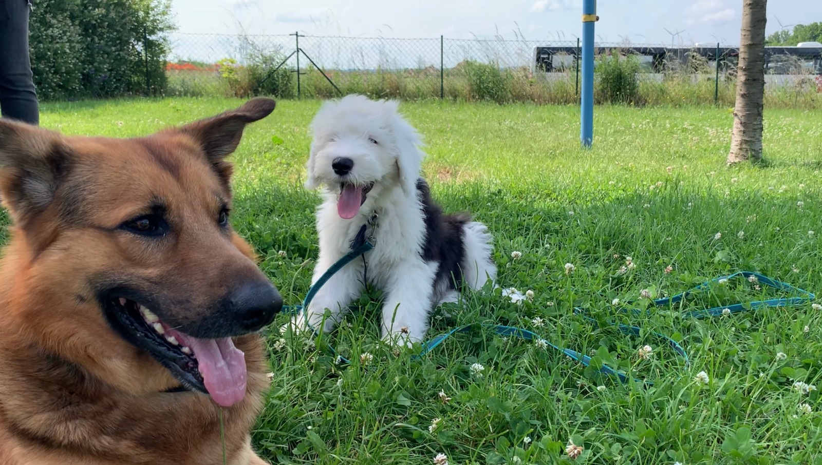 Welpe und Pedro